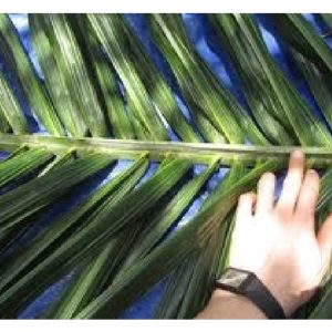 Secara saintifik, berat nutrien di dalam daun sawit boleh digunakan untuk meramal pengeluaran hasil tanaman sawit?