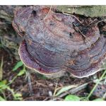 Gabungan Trichoderma dan Mokoriza arbuskular akan menjadi agen kawalan biologi yang cekap terhadap penyakit Ganoderma di ladang sawit?