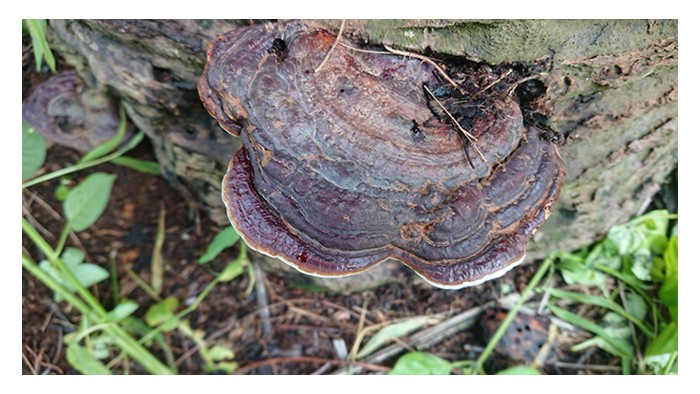 You are currently viewing Gabungan Trichoderma dan Mokoriza arbuskular akan menjadi agen kawalan biologi yang cekap terhadap penyakit Ganoderma di ladang sawit?