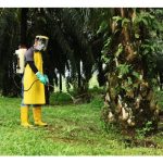 Tiga jenis racun rumpai untuk perbandingan kecekapan masing-masing dalam mengawal rumpai di ladang sawit : Glyphosate, Glyfosinate ammonium dan Metsulfuron methyl