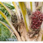 Apakah kelebihan baja bio yang mengandungi Trichoderma harzianum ke atas kebun sawit?