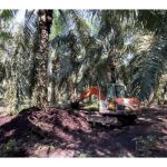 Kulat Ganoderma boninense bergantung pada karbon sebagai sumber makanan, justeru tanah gambut menjadi kawasan berisiko tinggi diserangi penyakit ini?