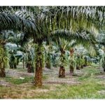 Teknik apa yang boleh menjadikan fosforus dan magnesium dalam tanah tersedia digunakan oleh tanaman sawit untuk tumbesaran?