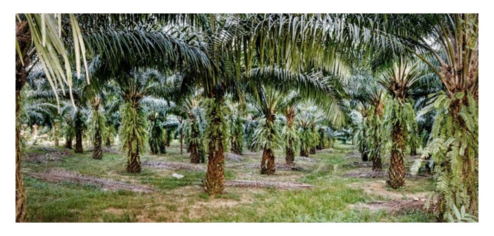 You are currently viewing Teknik apa yang boleh menjadikan fosforus dan magnesium dalam tanah tersedia digunakan oleh tanaman sawit untuk tumbesaran?