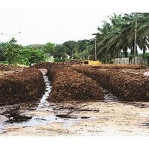 Apakah perbezaan di antara buah tandan kosong sawit dan kompos sawit? Mana satu lebih baik untuk meningkatkan prestasi sawit?