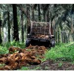 Pekebun kecil sawit mungkin sudah terlepas pandang kepentingan sungkupan biojisim sawit di kawasan sawit dalam menjimat kos baja dan potensi peningkatan hasil?