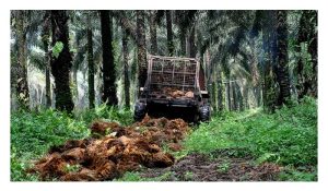 Pekebun kecil sawit mungkin sudah terlepas pandang kepentingan sungkupan biojisim sawit di kawasan sawit dalam menjimat kos baja dan potensi peningkatan hasil?