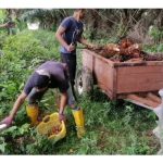 Seorang penyelidik sawit pernah menyebut tentang pungutan buah relai sawit boleh dijadikan satu kerjaya yang tinggi permintaan. Adakah benar ?