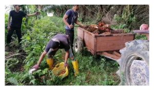Seorang penyelidik sawit pernah menyebut tentang pungutan buah relai sawit boleh dijadikan satu kerjaya yang tinggi permintaan. Adakah benar ?