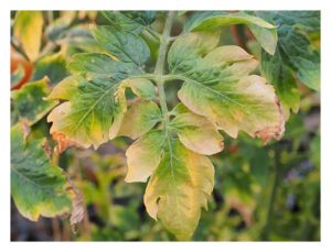 Apa keadaan akan menyebabkan pembajaan melecurkan akar pokok?