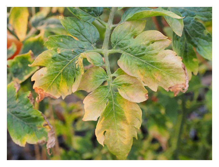 Read more about the article Apa keadaan akan menyebabkan pembajaan melecurkan akar pokok?