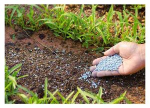 Bolehkah baja kawalan pelepasan (controled-release) diapliasi ke atas permukaan tanah untuk memudahkan kerja pembajaan?