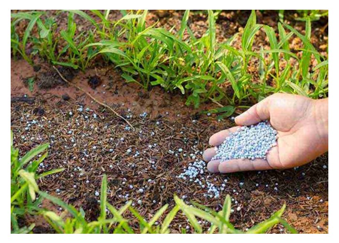 Read more about the article Bolehkah baja kawalan pelepasan (controled-release) diapliasi ke atas permukaan tanah untuk memudahkan kerja pembajaan?