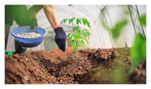 Kegunaan baja 5/5/5 dalam penanaman