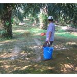 Pembajaan kebun sawit matang : Satu pendekatan praktikal dan saintifik