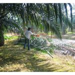 Pembajaan di kebun sawit matang dilakukan secara menyerak di kebun kecuali lorong menuai, sudah memadai kerana akar pokok sudah menyebar luas?