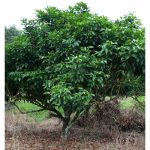 Antara kos dan kecekapan baja : Pekebun cenderung memilih baja murah kerana mampu milik