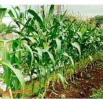 Faktor kos menyebabkan baja pelepasan perlahan (slow release) satu beban berat untuk digunakan pekebun walaupun ia bermanfaat?