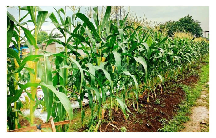 You are currently viewing Faktor kos menyebabkan baja pelepasan perlahan (slow release) satu beban berat untuk digunakan pekebun walaupun ia bermanfaat?