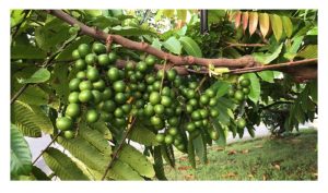 Buah matoa berpotensi bangkit sebagai ‘bintang baru’ di sektor buah-buahan kerana pulangan penanaman yang menggalakkan?