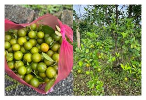 Bagaimana meningkatkan nilai tambah untuk limau kasturi agar mengelak harga runtuh dalam lambakan hasil?