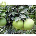 Limau bali (pomelo) khususnya varieti Tambun sangat berpotensi untuk ditanam kerana harga stabil, tempoh rak lama dan boleh eksport?
