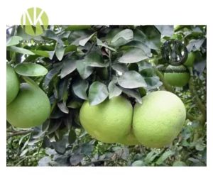 Limau bali (pomelo) khususnya varieti Tambun sangat berpotensi untuk ditanam kerana harga stabil, tempoh rak lama dan boleh eksport?