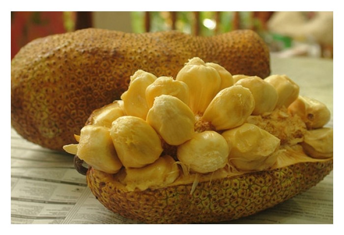 Read more about the article Bagaimana membangunkan industri hiliran buah cempedak dan nangka di pasaran Malaysia?