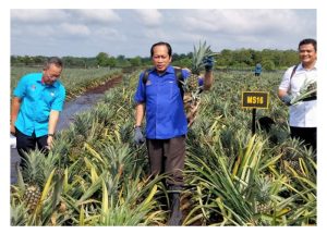 Varieti nanas terbaru MS 16 (MARDI SWEET 16) bakal mencabar populariti nanas MD2 kerana kualiti buah yang tinggi serta bentuk buahnya canggih?