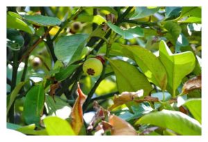 Bagaimana mengurus pokok manggis dari segi jarak tanaman dan pangkasan supaya berhasil tinggi?