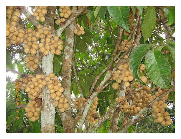 Read more about the article Pokok dokong amnya tidak dipangkas seperti mangga atau durian oleh sebab buah biasanya tumbuh pada dahan menegak hala langit?