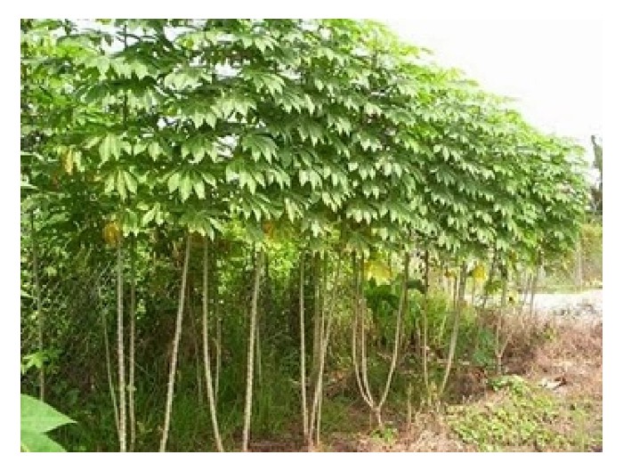 Read more about the article Diam-diam ubi berisi : Ubi kayu sebagai tanaman berpotensi besar kerana miliki pelbagai kegunaan di pasaran