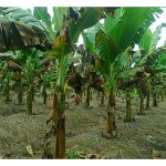 Pekebun pisang sentiasa khuatir sama ada kutipan hasil atau serangan penyakit akan tiba dahulu?