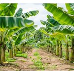 Pusingan penanaman pisang yang lancar sehingga tamat adalah harapan pekebun : Satu pendekatan praktikal kepada pekebun