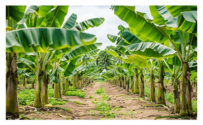 Read more about the article Pusingan penanaman pisang yang lancar sehingga tamat adalah harapan pekebun : Satu pendekatan praktikal kepada pekebun