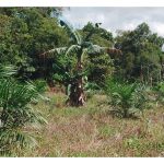Pisang ialah tanaman integrasi optimum bersama sawit untuk menjana pendapatan sampingan