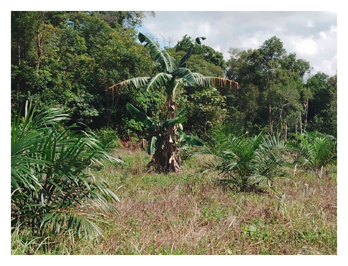 You are currently viewing Pisang ialah tanaman integrasi optimum bersama sawit untuk menjana pendapatan sampingan