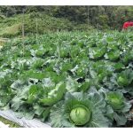 Apakah langkah yang perlu dipatuhi oleh pekebun sayur kecil agar hasil mereka sentiasa bermutu tinggi ?