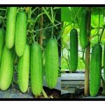 Langkah penanaman timun secara saintifik agar menghasilkan bentuk buah yang canggih, lurus, besar dan subur : Satu pendekatan