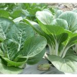 Langkah penanaman sayuran daun (sawi, kailan dsbnya) yang menenuhi piawaian pasaran (daun subur, besar dan canggih) : Satu pendekatan saintifik