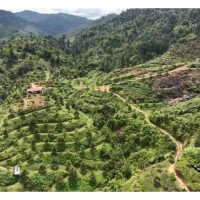 Sebilangan pengusaha kebun baru durian tersangkut secara kewangan sebelum pokok mula berhasil kerana terlajak dalam impian?