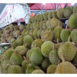 Susulan keluasan tanaman semakin tambah, durian premium bakal turun taraf menjadi durian biasa kerana kelumrahannya?