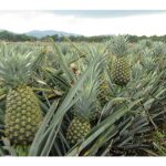 Tanam nanas MD2 lebih senang hati dan berbaloi berbanding durian