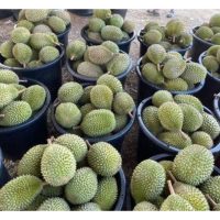 Rantaian pemasaran durian premium tempatan masih dikuasai oleh orang tengah kerana pekebun kekurangan saluran jualan dan mengakibatkan pulangan tidak lumayan?
