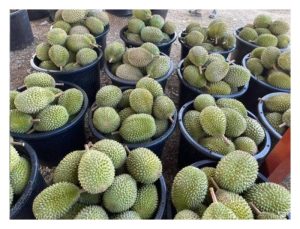 Rantaian pemasaran durian premium tempatan masih dikuasai oleh orang tengah kerana pekebun kekurangan saluran jualan dan mengakibatkan pulangan tidak lumayan?