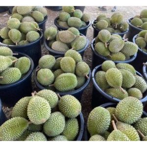 Rantaian pemasaran durian premium tempatan masih dikuasai oleh orang tengah kerana pekebun kekurangan saluran jualan dan mengakibatkan pulangan tidak lumayan?