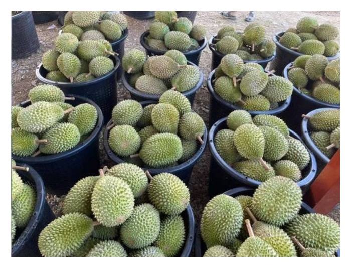 Read more about the article Rantaian pemasaran durian premium tempatan masih dikuasai oleh orang tengah kerana pekebun kekurangan saluran jualan dan mengakibatkan pulangan tidak lumayan?