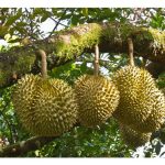 Durian: Untuk pasaran domestik atau eksport, pekebun perlu tentukan kerana tahap pengurusan berbeza