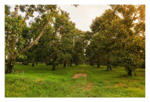 Planting solely one clone of durian in farm would reduce pollination rate and yield?