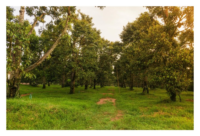 You are currently viewing Planting solely one clone of durian in farm would reduce pollination rate and yield?